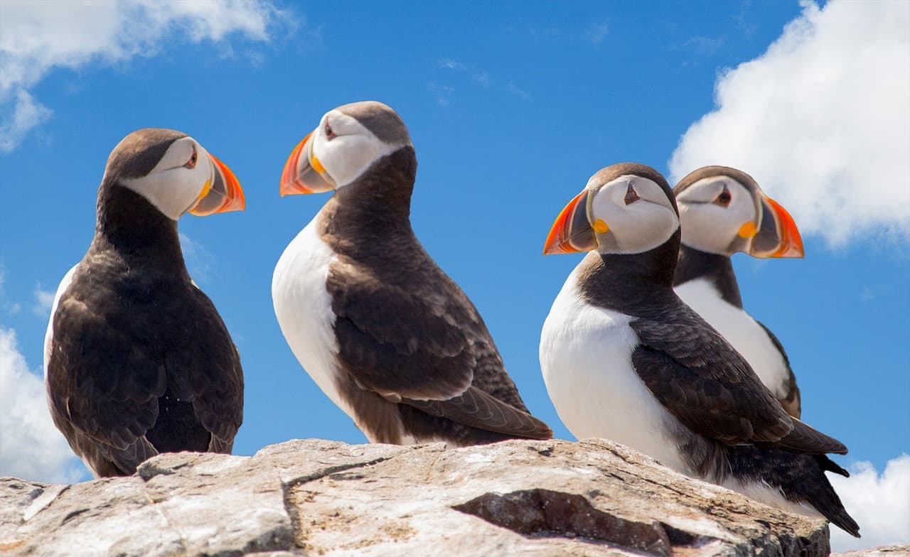 Staffa, Lunga, and Iona highlight for day 6
